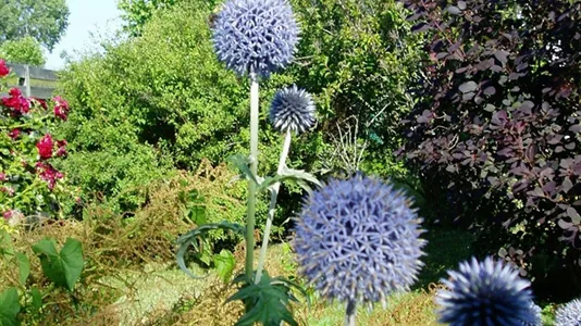 Værelser i Kastrup - billede 4