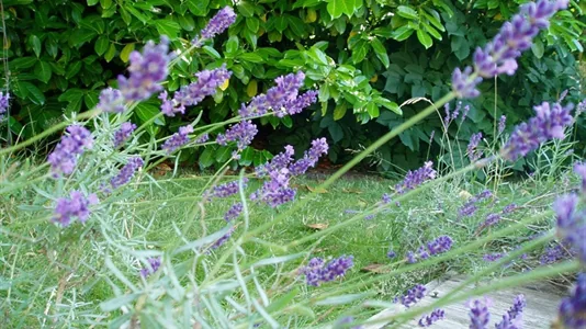 Værelser i Kastrup - billede 7