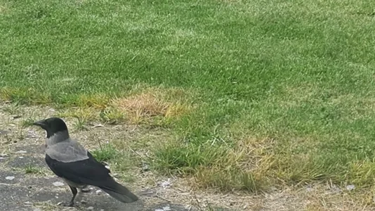 Lejligheder i Næstved - billede 5