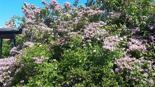 Værelser i Kastrup - billede 6